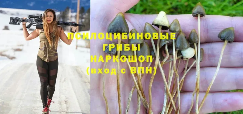 Галлюциногенные грибы Psilocybe  Заволжск 